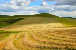 prairie field