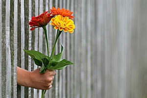 fence flowers